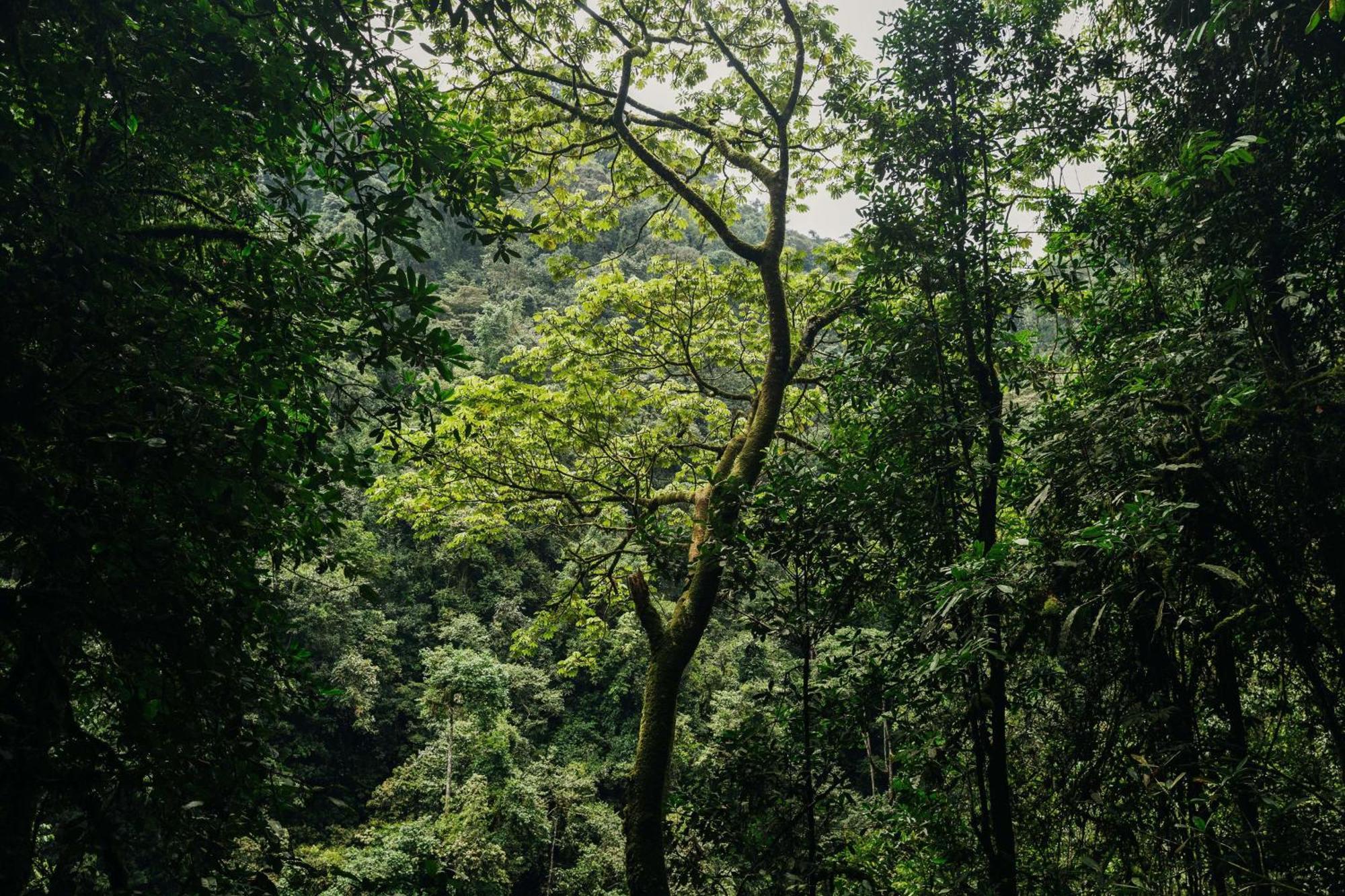 Villa One&Only Nyungwe House Rwumba Esterno foto